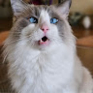 Meet your Posher, Fern